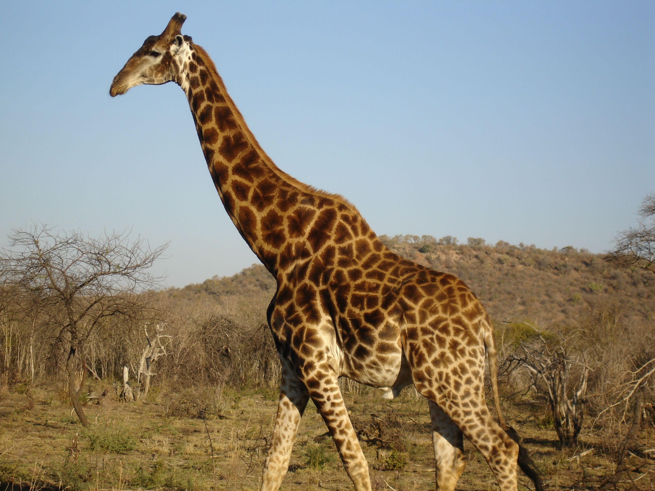 Girafa sul africana